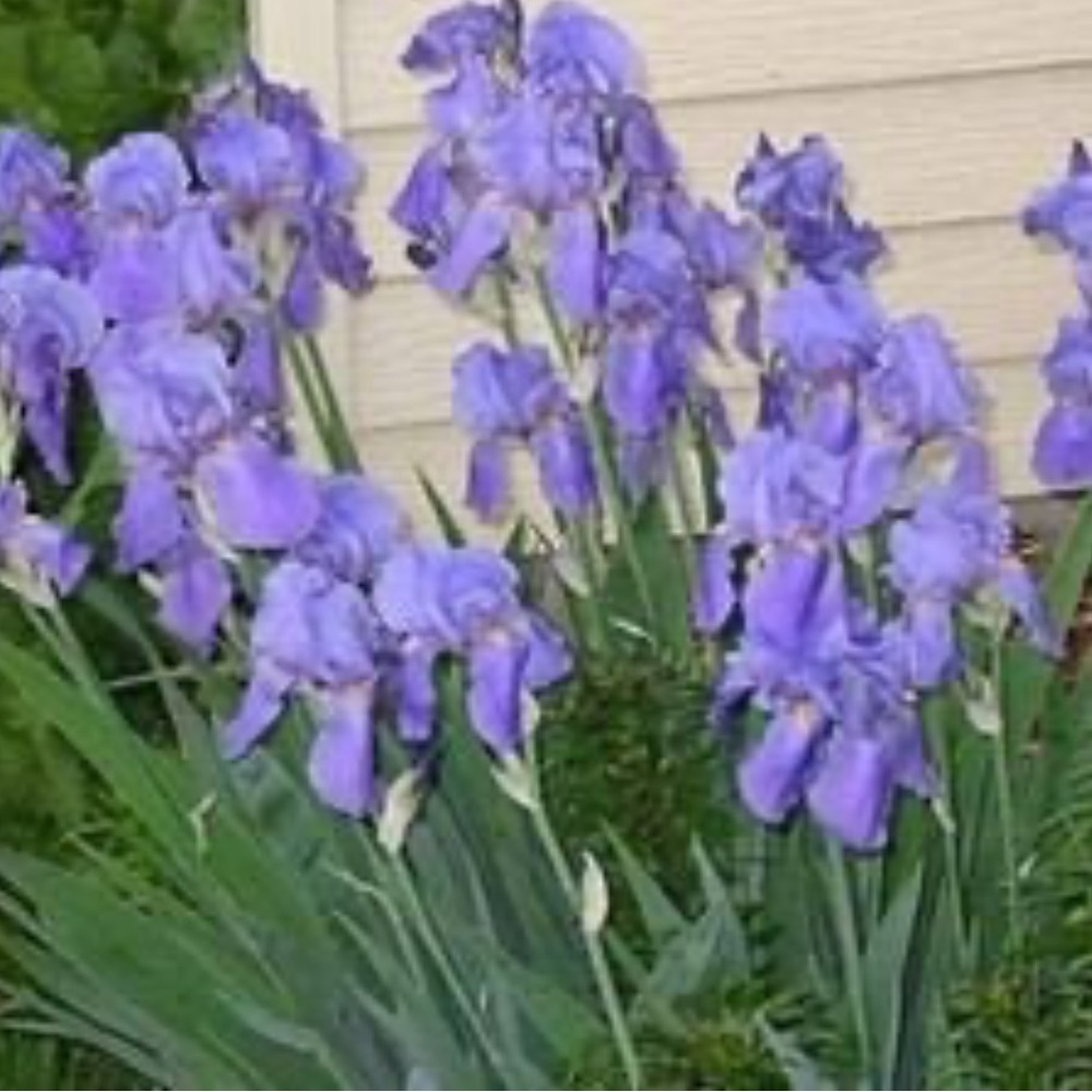Sweet Iris  10 plants $20